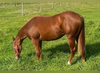 American Quarter Horse, Stute, 2 Jahre, 153 cm, Dunkelfuchs