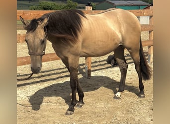 American Quarter Horse, Stute, 2 Jahre, 154 cm, Buckskin