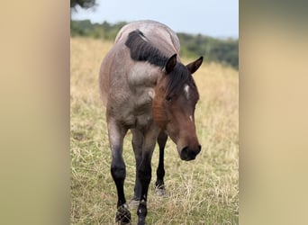 American Quarter Horse, Stute, 2 Jahre, 154 cm, Roan-Bay