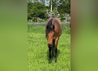 American Quarter Horse, Stute, 2 Jahre, 154 cm, Roan-Bay