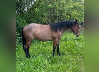 American Quarter Horse, Stute, 2 Jahre, 154 cm, Roan-Bay