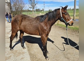 American Quarter Horse, Stute, 2 Jahre, 155 cm, Brauner