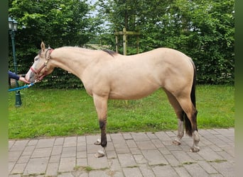 American Quarter Horse, Stute, 2 Jahre, 155 cm, Buckskin