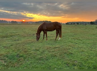 American Quarter Horse, Stute, 2 Jahre, 155 cm, Dunkelfuchs