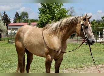American Quarter Horse, Stute, 2 Jahre, 155 cm, Falbe