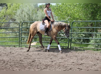 American Quarter Horse, Stute, 2 Jahre, 155 cm, Falbe