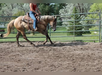 American Quarter Horse, Stute, 2 Jahre, 155 cm, Falbe