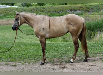 American Quarter Horse, Stute, 2 Jahre, 155 cm, Falbe