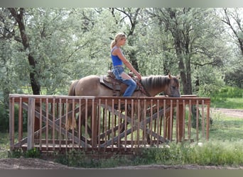 American Quarter Horse, Stute, 2 Jahre, 155 cm, Falbe