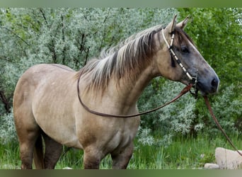 American Quarter Horse, Stute, 2 Jahre, 155 cm, Falbe
