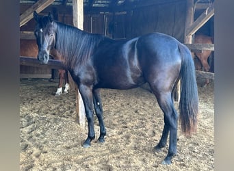 American Quarter Horse, Stute, 2 Jahre, 155 cm, Rappe
