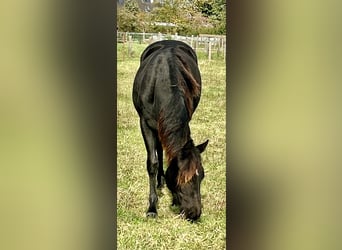 American Quarter Horse, Stute, 2 Jahre, 155 cm, Rappe