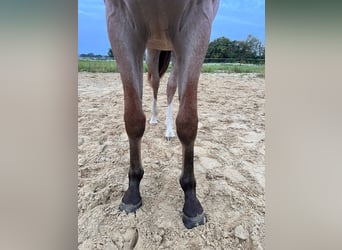 American Quarter Horse, Stute, 2 Jahre, 155 cm, Roan-Bay