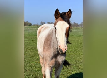 American Quarter Horse, Stute, 2 Jahre, 155 cm, Roan-Bay