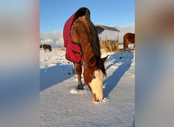 American Quarter Horse, Stute, 2 Jahre, 155 cm, Roan-Bay