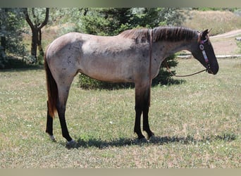 American Quarter Horse, Stute, 2 Jahre, 155 cm, Roan-Blue