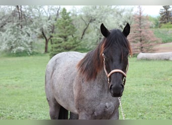 American Quarter Horse, Stute, 2 Jahre, 155 cm, Roan-Blue