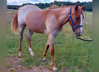 American Quarter Horse, Stute, 2 Jahre, 155 cm, Roan-Red