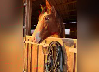 American Quarter Horse, Stute, 2 Jahre, 155 cm, Roan-Red