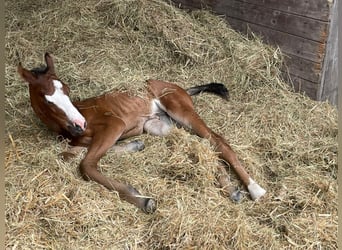 American Quarter Horse, Stute, 2 Jahre, 155 cm