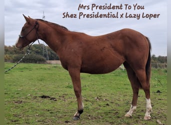American Quarter Horse, Stute, 2 Jahre, 156 cm, Brauner