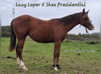 American Quarter Horse, Stute, 2 Jahre, 156 cm, Brauner