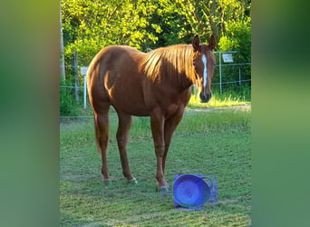 American Quarter Horse, Stute, 2 Jahre, 156 cm, Fuchs