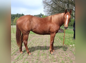 American Quarter Horse, Stute, 2 Jahre, 156 cm, Fuchs