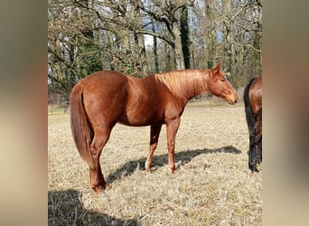 American Quarter Horse, Stute, 2 Jahre, 156 cm, Fuchs