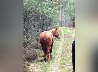 American Quarter Horse, Stute, 2 Jahre, 156 cm, Fuchs