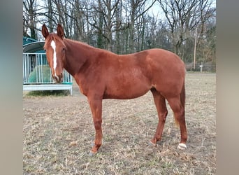 American Quarter Horse, Stute, 2 Jahre, 156 cm, Fuchs