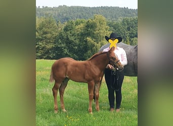 American Quarter Horse, Stute, 2 Jahre, 156 cm, Fuchs