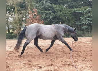 American Quarter Horse, Stute, 2 Jahre, 156 cm, Fuchs