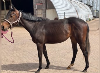 American Quarter Horse, Stute, 2 Jahre, 158 cm, Brauner