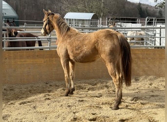 American Quarter Horse Mix, Stute, 2 Jahre, 158 cm, Champagne