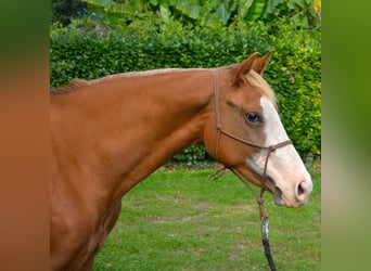 American Quarter Horse, Stute, 2 Jahre, 158 cm, Rotfuchs