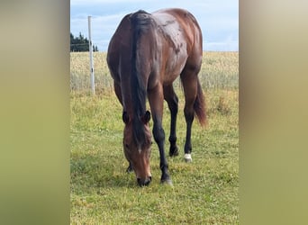 American Quarter Horse, Stute, 2 Jahre, 160 cm, Brauner