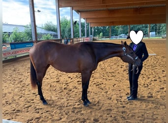 American Quarter Horse, Stute, 2 Jahre, 160 cm, Brauner