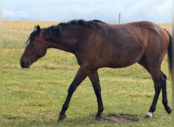 American Quarter Horse, Stute, 2 Jahre, 160 cm, Brauner