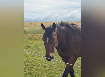American Quarter Horse, Stute, 2 Jahre, 160 cm, Brauner