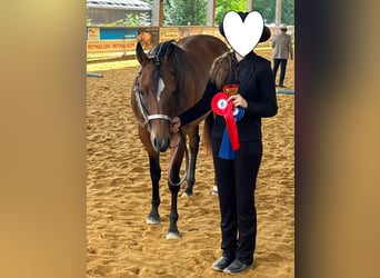 American Quarter Horse, Stute, 2 Jahre, 160 cm, Brauner