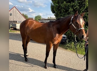 American Quarter Horse, Stute, 2 Jahre, 160 cm, Brauner