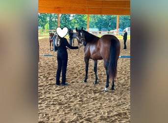 American Quarter Horse, Stute, 2 Jahre, 160 cm, Brauner