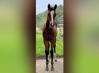 American Quarter Horse, Stute, 2 Jahre, 160 cm, Brauner