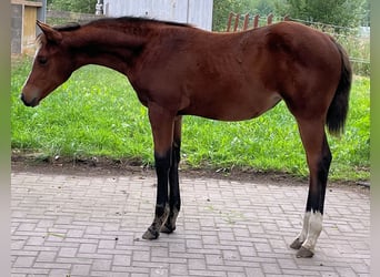 American Quarter Horse, Stute, 2 Jahre, 160 cm, Brauner