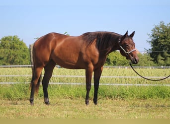 American Quarter Horse, Stute, 2 Jahre, 160 cm, Brauner