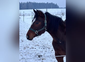 American Quarter Horse, Stute, 2 Jahre, 160 cm, Brauner