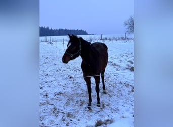American Quarter Horse, Stute, 2 Jahre, 160 cm, Brauner