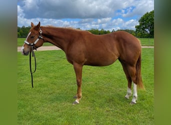 American Quarter Horse, Stute, 2 Jahre, 160 cm, Fuchs