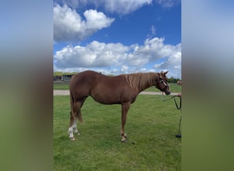American Quarter Horse, Stute, 2 Jahre, 160 cm, Fuchs